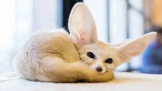 Fennec Fox 🦊 One Of The Cutest Animal In The World!
