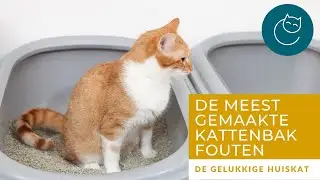 DE MEEST GEMAAKTE FOUTEN MET DE KATTENBAK