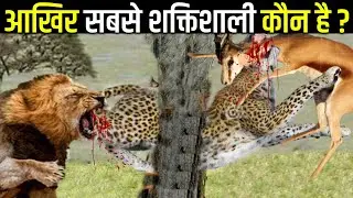 दुनिया की 10 सबसे शक्तिशाली जंगली बिलिया | 10 Most DANGEROUS WILD CATS in The WORLD