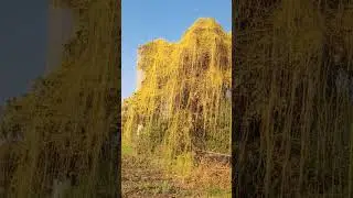 parasitic plant-:Cuscuta (amarbel )