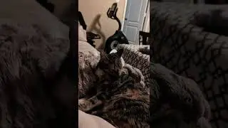 Priscilla just chilling out for 10 minutes straight with osu!taiko maps playing in the background