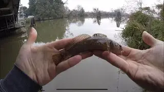 First Catch: Longjaw Mudsucker (Goby)