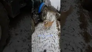 Golden go for a ride #dog #goldenretriever #goodboy #happy #tractor