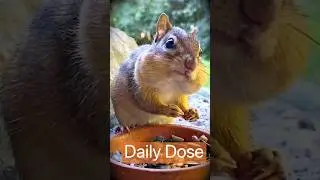 Daily dose of cute chipmunk cheeks featuring sweet chipmunk Timmy. #cutechipmunk #easternchipmunk