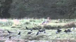 Wolf Pack Plays