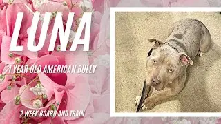 Best Dog Training in Chicago! 1 Year Old American Bully, Luna!