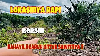 Sawit TBM setelah dilakukan perawatan pengendalian gulma
