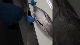 tuna fish sashimi cutting skills  #fishcutting_videos  #fishcutting #fishcuttingskill