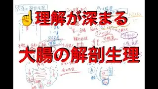 大腸の解剖生理