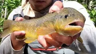 The Art of Fly Fishing