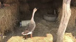 The place for two goose make the eggs 