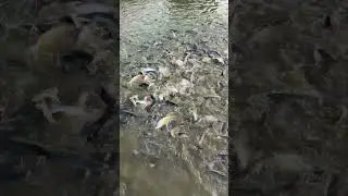 Fish feeding #viral #shorts #fishing #viralvideo #shortvideo #viralshort
