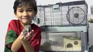 A new member to the Family, Henry the Hamster!
