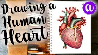 Easy Way to Draw a Human Heart #drawingtutorial