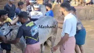 ആതവനാട് 2,11,2025 കാളപൂട്ട് മത്സരം #malappuram #fans #2025...
