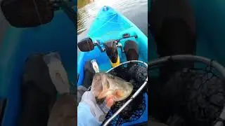 CAST to CATCH Big Bass During Kayak Tournament! #shorts #kayaktournamentfishing