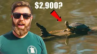 Why Is This Turtle So Expensive? | LA Reptile Super Show
