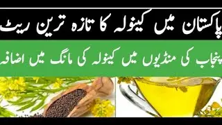 canola price in pakistan|canola seed price in pakistan