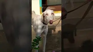indian breed mudhol hound dogs