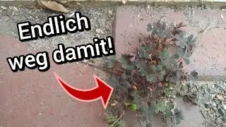 Wie du Horn-Sauerklee im Garten dauerhaft loswerden kannst!