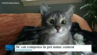 SC cat in running for Wacky Pet Name contest