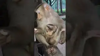 Mom care baby under rain #shorts #animals #babymonkey #cute #funny