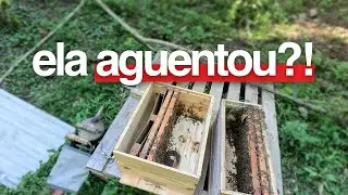 PROMOVI A COLMEIA pra caixa padrão (e isso muda tudo)