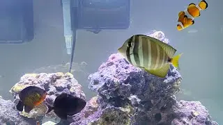 40 Gallon Saltwater Aquarium Filled with Exotic Fish