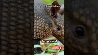 Leaping Lizard? Nope&mdash;Armadillo! #wildlife #wildlifefacts #animalshorts #armadillo