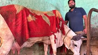 🔴 Live Milking 3rd Timer Pure Haryana Breed Cow Sunil kharak pandwa ( Kalyat ) 9729777018