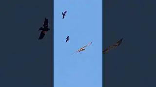 🦅 Aerial Showdown: Blackbirds Challenge the Red-Tailed Hawk | Nature's Dramatic Skirmish