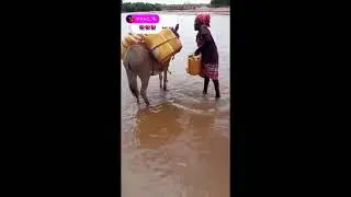 FETCHING WATER WITH MY DONKEY; DESERT VILLAGE LIFE MY RICH PEOPLE DOESN'T ADMIRE OR RELATE #desert