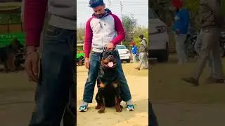 Biggest ROTTWEILER ☎️7814986303#scoobers #dackerkennel #sidhumoosewala #gauravzone #rottweiler