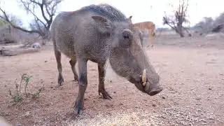 Top 7 Ugliest Animals In The World