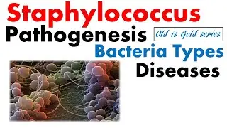 Staphylococcus bacteria Microbiology | pathogenesis, infection, disease, toxin food poisoning