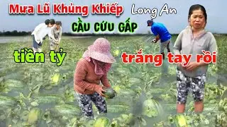 Mưa Lũ lịch sử tấn công