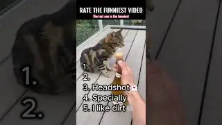 TOP-5 FUNNY CAT VIDEOS #cat #adorably #kitten