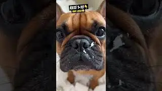 Left My Frenchie Alone 20 Min... Came Back To THIS 😱🧻#FrenchBulldog #DogFails #PetOwnerLife