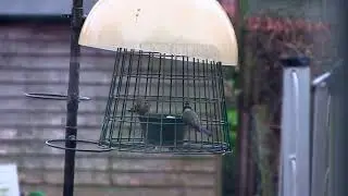 Siskin - another rare garden visitor