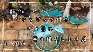 新作のくじらピック付きリメ缶に寄せ植え♫多肉植物