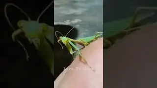 menties #insects #nature