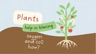 Unlocking the Botanical Secrets: How Plants Balance Oxygen and Carbon Dioxide