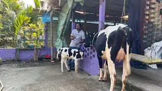 বিক্রয় বিজ্ঞপ্তি, গরিবের স্বপ্ন পূরণ 🐄|| কৃষি চ্যানেল ||