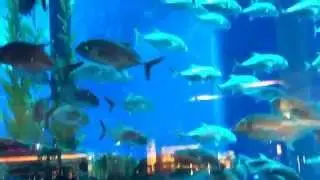 Shark attack in an Aquarium !