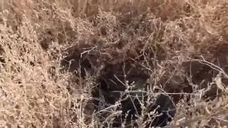 SE corner quail covey flush 2
