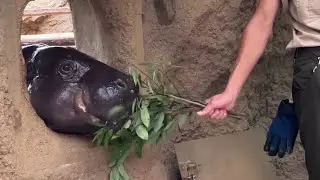 【神戸どうぶつ王国】コビトカバ、コウメちゃんのカバカバトーク/pygmy　hippopotamus