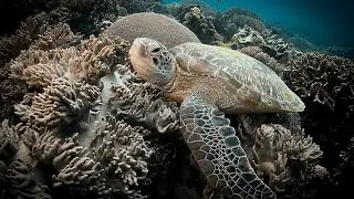 Sea Turtle hatchlings and Moon Light