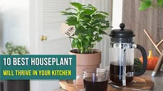 10 Best House plants That Will Thrive in Your Kitchen