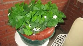 How to transplant a Shamrock Plant