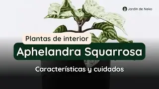 Cuidados y datos sobre la Aphelandra 🌱 #plantasdentrodecasa #plantas